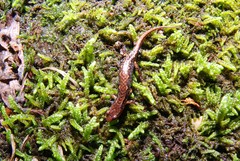 Desmognathus wrighti