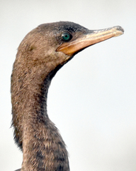 Nannopterum brasilianum mexicanum