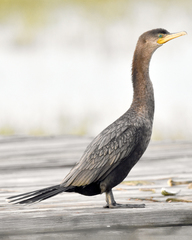 Nannopterum brasilianum mexicanum
