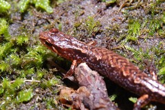 Desmognathus wrighti