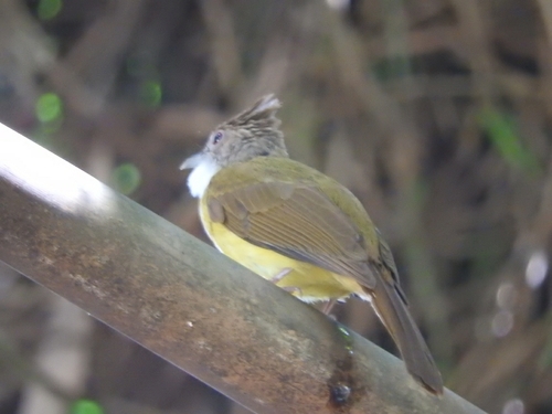 Alophoixus bres