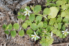 Lobelia hederacea