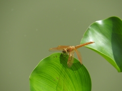 Brachythemis contaminata