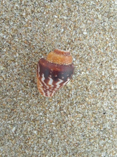 Columbella major