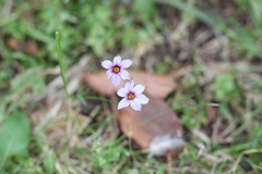 Sisyrinchium platense