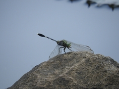 Orthetrum sabina
