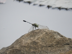 Orthetrum sabina