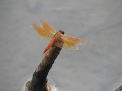 Brachythemis contaminata