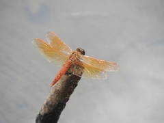 Brachythemis contaminata