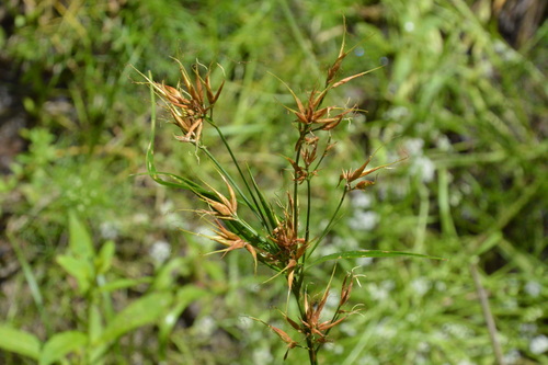 Image of Rhynchospora corniculata by (c) Dan Johnson, some rights reserved (CC BY)