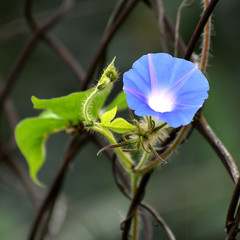 Ipomoea hederacea