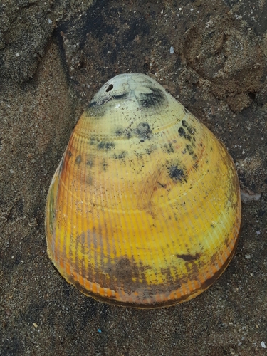 Giant Egg Cockle