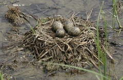 Himantopus himantopus