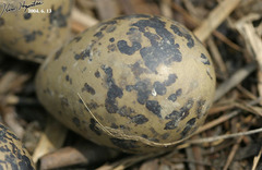 Himantopus himantopus