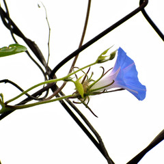 Ipomoea hederacea