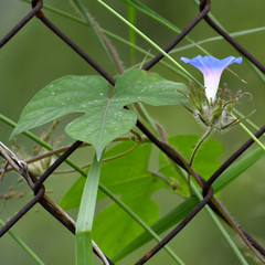 Ipomoea hederacea