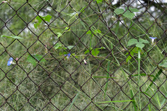 Ipomoea hederacea
