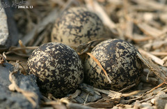 Charadrius alexandrinus