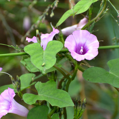 Ipomoea triloba
