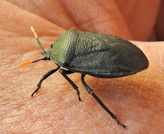 Coridius