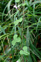 Ipomoea triloba