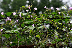Ipomoea triloba