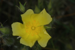 Crocanthemum brasiliense