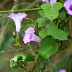 Ipomoea triloba