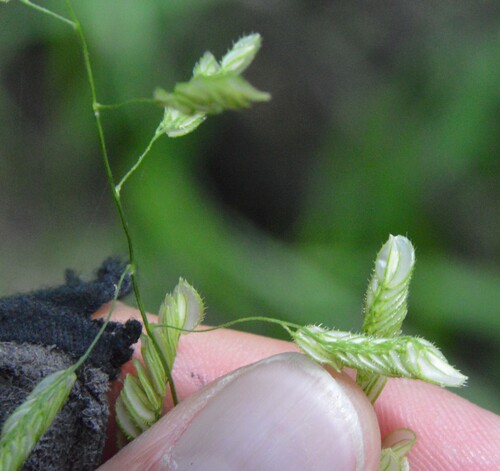 Image of Leersia lenticularis by (c) Dan Johnson, some rights reserved (CC BY)