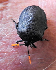 Coridius
