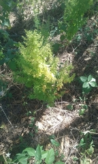 Dysphania graveolens