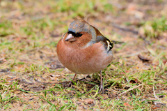 Fringilla coelebs