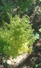 Dysphania graveolens