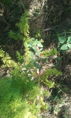 Dysphania graveolens