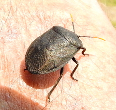 Coridius