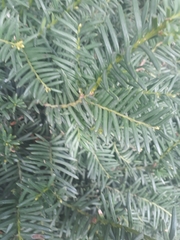 Taxus
