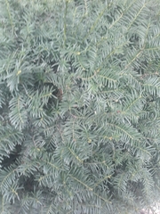 Taxus