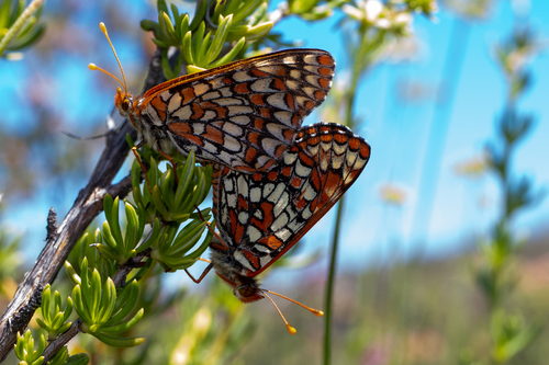Euphydryas editha