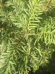 Taxus