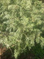 Taxus