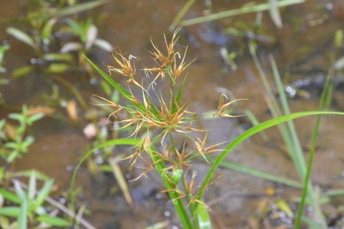 Image of Rhynchospora corniculata by (c) Dan Johnson, some rights reserved (CC BY)