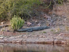 Crocodylus palustris