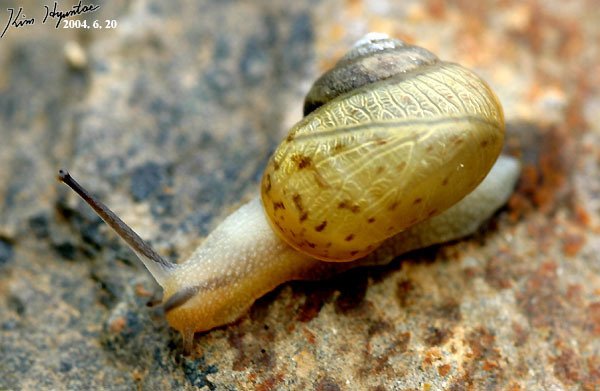 Acusta redfieldi