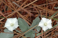 Convolvulus hermanniae