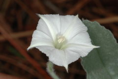 Convolvulus hermanniae