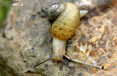 Acusta