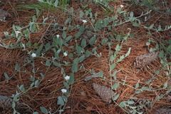 Convolvulus hermanniae