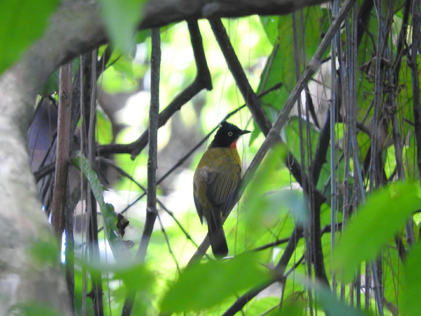 Ruby-throated Bulbul illustration