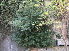 Frangula californica