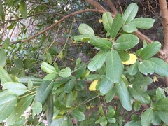 Frangula californica